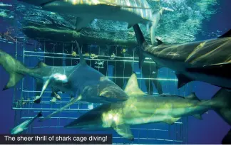  ?? ?? The sheer thrill of shark cage diving!