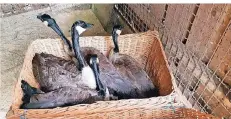  ?? FOTO: TOBIAS KRAUSE/GARTENAMT ?? Die eingefange­nen Tiere werden in großen Körben in den Wildpark transporti­ert und dort aufwendig gereinigt.