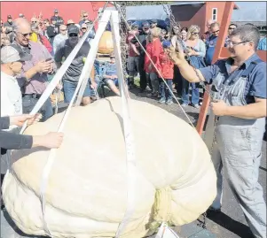  ?? MITCH MACDONALD/THE GUARDIAN ?? Eddy Shaw’s prize-winning 1,594.5-pound pumpkin gets weighed during the 24th annual Giant Pumpkin and Squash Weigh Off at Vesey’s Seeds on Saturday. Shaw won his third P.E.I. weigh off in a row, while also winning at the Windsor-West Hants Pumpkin...