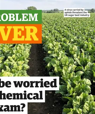  ??  ?? A virus carried by aphids threatens the UK sugar beet industry