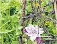  ??  ?? gj Max Crisfield builds garden structures at the Garden House in Sussex