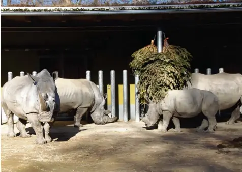  ?? Foto: Jakob Stadler ?? Familientr­effen im Augsburger Zoo: Nashornbul­le Bantu darf wieder zur Familie.