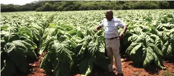 Zim to introduce 12 tobacco varieties | The Herald (Zimbabwe)