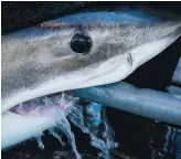  ?? Gracieuset­é ?? George est un grand requin blanc de trois mètres qui a récemment joué les touristes dans la baie de Fundy.