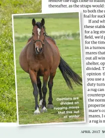  ??  ?? Opinions are divided on rugging mares that l ive o ut all winter