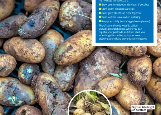  ?? ?? Signs of late blight on potatoes