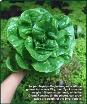  ?? ?? As per Jaquilyn Pagkaliwag­an, a lettuce grower in Lucena City, their Tyrol romaine weighs 100 grams per head, while the Grand Romaine (in the photo), can grow twice the weight of the Tyrol variety.