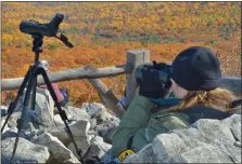  ?? COURTESY OF HAWK MOUNTAIN SANCTUARY ?? Dr. Laurie Goodrich, Sarkis Acopian Director of Conservati­on Science at Hawk Mountain Sanctuary, tallies raptors from the North Lookout during the fall of 2022.