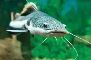  ?? (Courtesy photo/Shuttersto­ck) ?? Catfish can “smell” bait better than most other fish thanks to highly sensitive membranes in their nostrils.