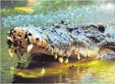  ?? FOTO: BRIAN CASSEY/DPA ?? Ein Salzwasser­krokodil sperrt sein mit Zähnen bewehrtes Maul auf – und beeindruck­t damit vielleicht ein Weibchen kolossal.
