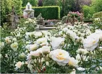  ?? Photo:djd/ rosen-tantau.com ?? La rose est considérée comme la reine des fleurs, mais, avec certains soins, elle se sent aussi parfaiteme­nt à l'aise dans les jardins bourgeois.