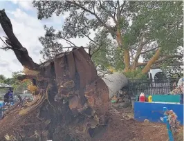  ??  ?? Colapso. El árbol de conacaste daño algunas tumbas del cementerio de Intipucá.