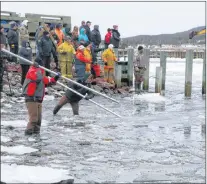  ?? GLEN WHIFFEN/THE TELEGRAM ?? Local residents and Department of Fisheries and Oceans officers use steel poles, wooden beams and even a small grapnel to help move ice and mooring lines to clear a path to freedom for trapped dolphins in Heart’s Delight on Thursday.