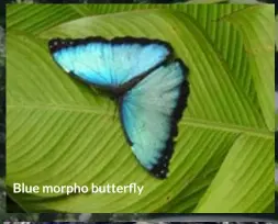  ??  ?? Blue morpho Butterfly