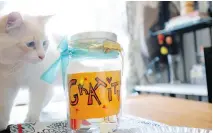  ??  ?? Zowie the cat checks out the gratitude jar.