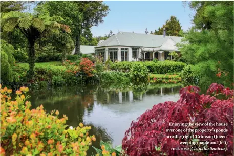  ??  ?? Enjoying the view of the house over one of the property’s ponds are the (right) ‘Crimson Queen’ weeping maple and (left) rock rose ( Cistus lusitanicu­s).