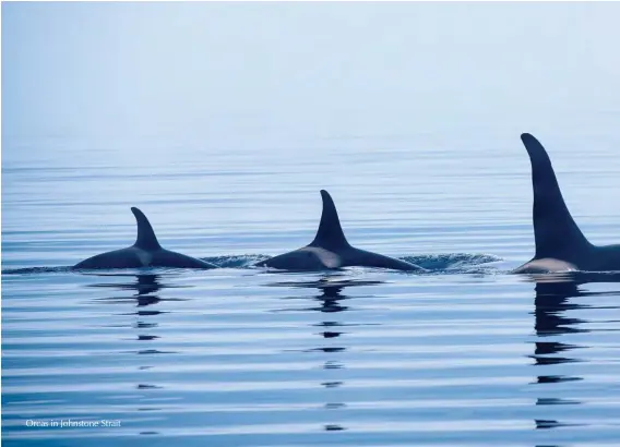  ??  ?? Orcas in Johnstone Strait