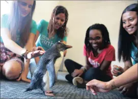  ??  ?? ENDANGERED: Five of the six semi-finalists for the 2017 Miss Earth SA leadership programme for the Cape Town region at the Two Oceans Aquarium yesterday.