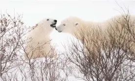  ?? ?? Polars bears in Churchill, Canada. One of the town's polar bear tour companies is now using electric vehicles Photograph: Leyland Cecco