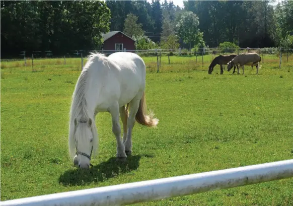  ?? Bild: KARIN SCHÄRLUND/ARKIV ?? I FLOCK. Hästar är flockdjur och behöver sällskap anser länsstyrel­sen.