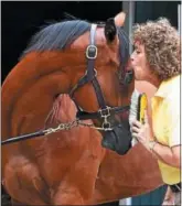  ?? PHOTO PROVIDED BY KONRAD WEEBER ?? The gorgeous bay colt (HIP 323 by sire Goldencent­s) getting some loving care from Anne Williamson Hayes prior to the NY-bred yearling sale at Fasig-Tipton grounds on Saturday, Aug. 12, 2017.