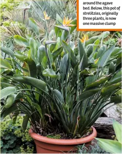  ??  ?? Above, Sedumrubro­tinctum, the jelly bean plant, self seeds in the walls around the agave bed. Below, this pot of strelitzia­s, originally three plants, is now one massive clump