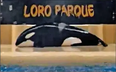  ??  ?? Distressin­g: The orca was beached for ten minutes after a show at Tenerife’s Loro Parque