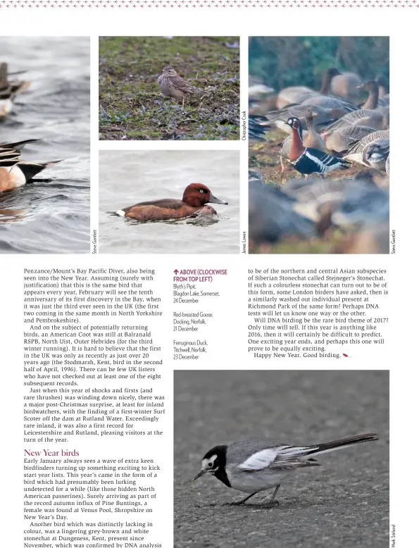  ??  ?? ABOVE (CLOCKWISE FROM TOP LEFT) Blyth’s Pipit, Blagdon Lake, Somerset, 24 DecemberRe­d-breasted Goose, Docking, Norfolk, 21 DecemberFe­rruginous Duck, Titchwell, Norfolk, 23 December