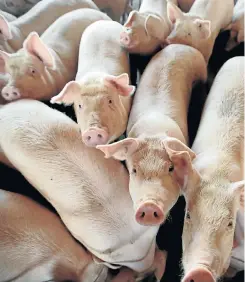  ?? Picture: Scott Olson/Getty Images ?? A serious outbreak of African swine fever is threatenin­g China’s 400-million pigs and the country may have to import to supplement supplies. Golden opportunit­y