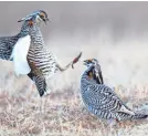  ?? PAUL A. SMITH ?? Two male prairie chickens spar during the birds' annual mating ritual in April at Buena Vista Wildlife Area near Plover.