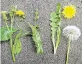  ?? PHOTO: SUPPLIED ?? Spot the difference . . . From left, a younger sow thistle, prickly sow thistle (S. asper) and a dandelion (Taraxacum officinale).