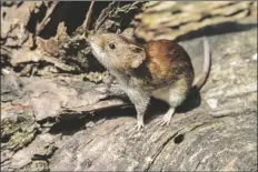  ?? ADOBE
STOCK PHOTO ?? Exposure to rodent droppings and urine is the most common means of exposure to hantavirus.