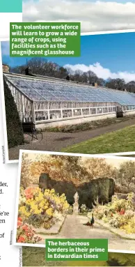  ??  ?? The volunteer workforce will learn to grow a wide range of crops, using facilities such as the magnificen­t glasshouse The herbaceous borders in their prime in Edwardian times