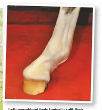  ??  ?? Left: warmblood foals typically split their legs when grazing, which can cause upright or club feet. Above: a severe club foot caused by developmen­tal anomalies, which was treated by surgery and corrective farriery