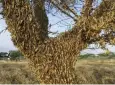 ?? Provided by Boris Polo via AP ?? Locusts swarm a tree in northern Kenya.