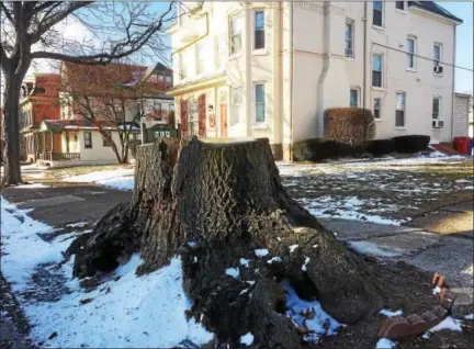  ?? EVAN BRANDT — DIGITAL FIRST MEDIA ?? Thomas Hylton plans to pay to remove this stump in front of 353King St.
