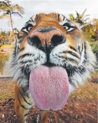  ?? Picture: TOBY ZERNA ?? Jalur the male Sumatran tiger licks the glass at Symbio Wildlife Park.