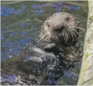  ?? SHEDD AQUARIUM/HEIDI ZEIGER ?? Seldovia, a 6-month-old sea otter, was rescued from Seldovia, Alaska.