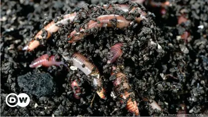  ??  ?? El gusano invasor se parece al más común "Dendrobaen­a veneta" europeo (foto), pero es ligerament­e más pequeño, de color marrón en lugar de rosa y parece más elegante y suave.