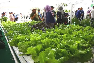  ??  ?? Some of the hydroponic vegetables for sale at the ICAAS exhibition.