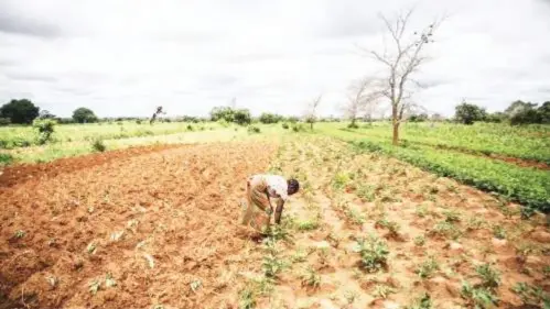  ?? ?? Zambia's silent crisis: a prolonged dry spell threatens agricultur­e, water, and power.