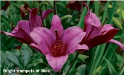  ??  ?? Bright trumpets of lilies