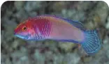  ?? ?? Rose-veiled fairy wrasse