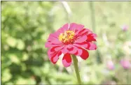  ?? LYNN KUTTER ENTERPRISE-LEADER ?? Brightly colored flowers, including this zinnia, were blooming in yards in Canehill during the Cane Hill Harvest Festival.