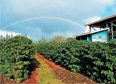  ?? DANIEL BEEKMAN/TNS ?? rain make Kauai a good place to grow many fruits. “We