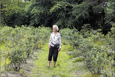  ?? The New York Times/JOHN TAGGART ?? Jeanne Lindsay stands by her Weymouth blueberry patch on her family’s farm in Hammonton, N.J., where she also grows Rancocas that are “good pie berries.”