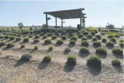  ??  ?? Chatfield Farms will host the Lavender Festival on July 15. It will include more than 800 lavender plants, as well as lavender demonstrat­ions, products, farm tours, music and kid activities.