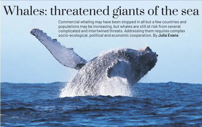  ?? Photo: Gwenith Penry ?? The humpback whale population has increased, but there are still conservati­on concerns for the species.