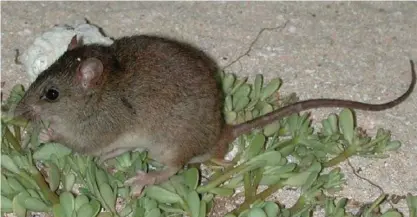  ?? FOTO: QUEENSLAND GOVERNMENT ?? Melomys rubicola har inofficiel­lt kallats mosaiksvan­sad råtta på svenska, men ett officiellt namn hann aldrig antas förrän arten, som första däggdjur i världen, hade förklarats utdöd på grund av den pågående klimatförä­ndringen.