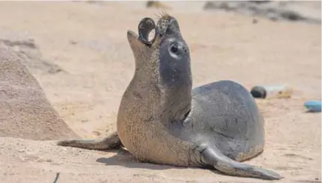  ?? THE OCEAN CLEANUP, MATTHEW CHAUVIN ?? La contaminac­ión de plástico pone en peligro a los animales marinos como esta foca que podría ingerir basura. /